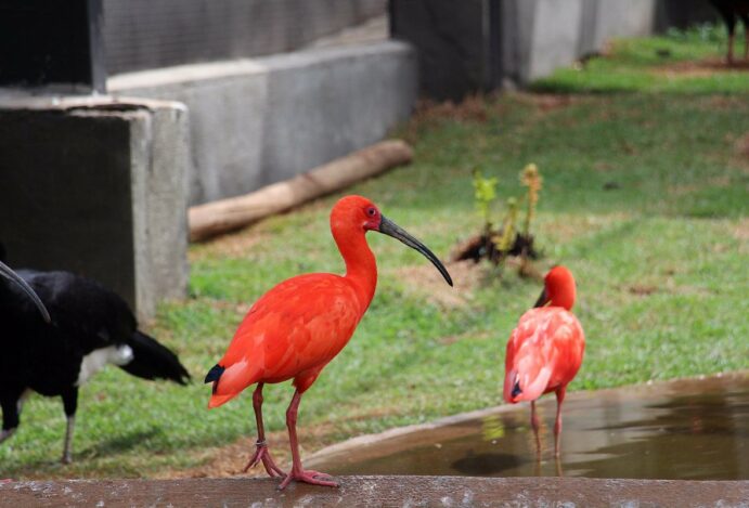 De asas abertas: Poços te espera no Zoo das Aves