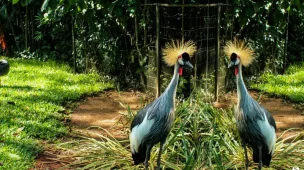 Foz do Iguaçu PR: 5 razões para conhecer