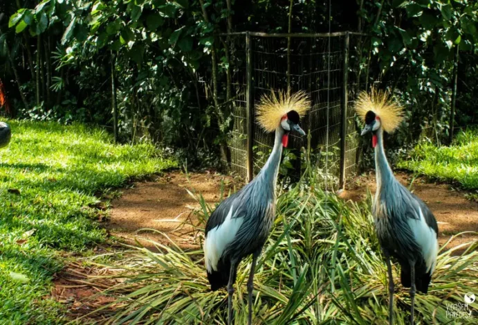 Conheça 5 atrações turísticas na cidade de Foz do Iguaçu