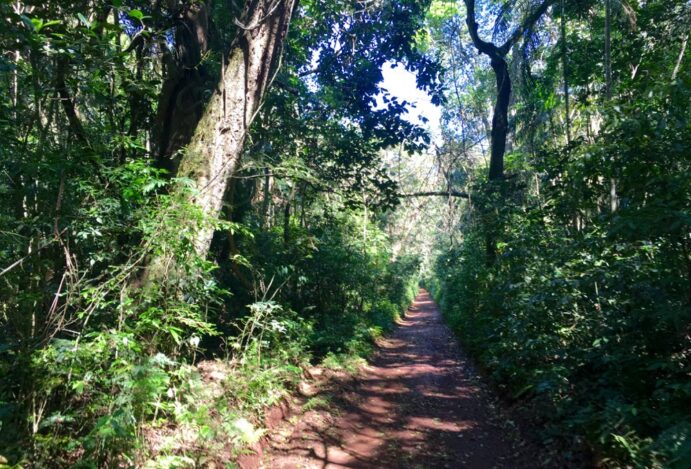 Ecoaventuras Cariocas: A Magia das Trilhas e Atividades ao Ar Livre