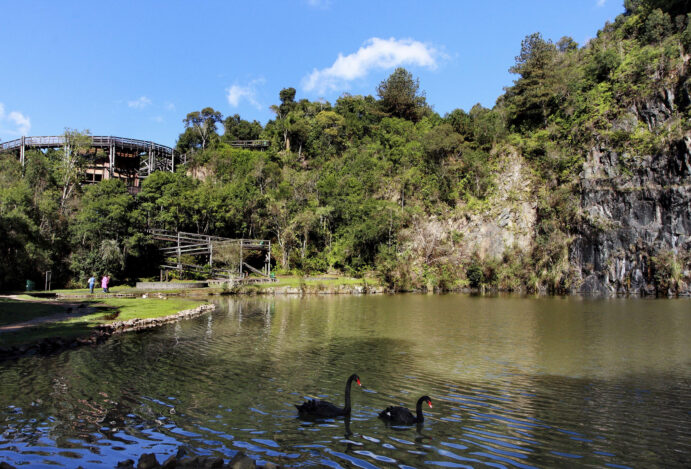 Entre Árvores Centenárias e Histórias: Um Passeio pelo Parque José Affonso Junqueira