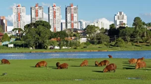 Conhecendo Curitiba passeio público