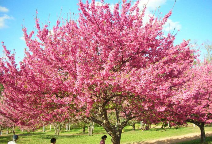 Campos do Jordão para Fotógrafos: Descubra os Locais Icônicos e Dicas Essenciais