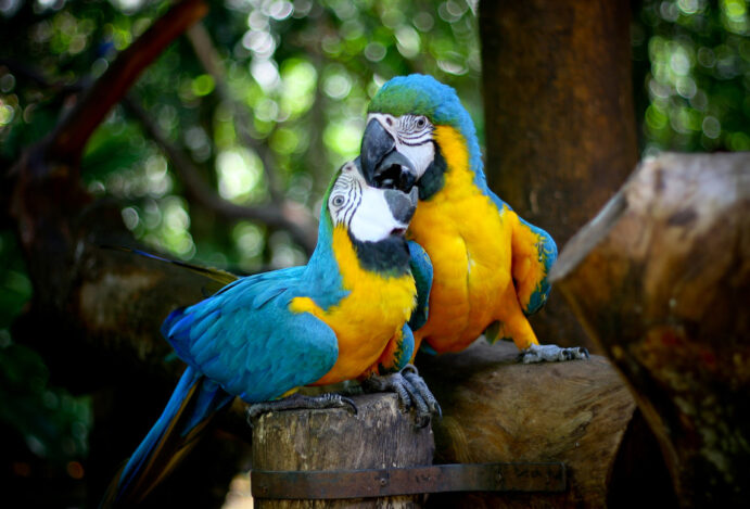 O que fazer à noite em foz do iguaçu: seis sugestões