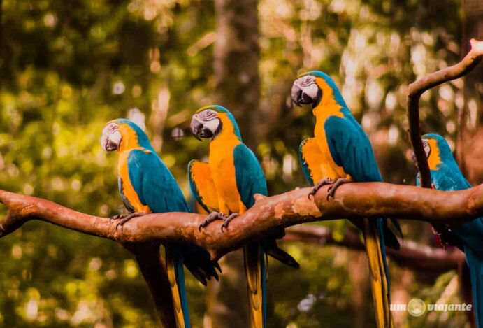 Do Oriente ao Ocidente: A Dança Culinária que Encanta Paladares em Foz do Iguaçu