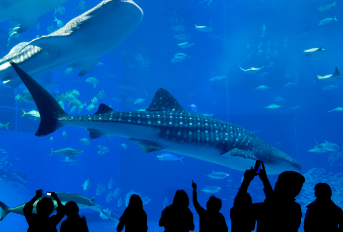 Mergulhando no Passado, Nadando no Presente: O Museu da Água de Piracicaba