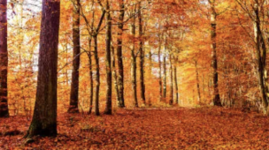 Maravilhas de Outono no Thermas: Uma Programação de Cores, Sabores e Alegrias
