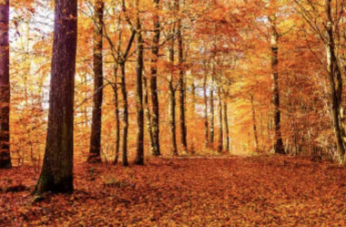 Maravilhas de Outono no Thermas: Uma Programação de Cores, Sabores e Alegrias
