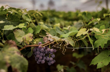 Rancho das Videiras: Onde os Sonhos se Misturam ao Perfume das Uvas