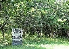 Descubra a Beleza e a Tranquilidade da Observação de Aves no Bosque de Pau-Brasil, em Jaboatão dos Guararapes