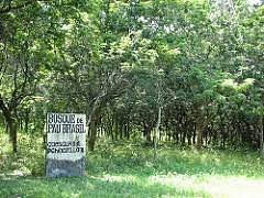 Descubra a Beleza e a Tranquilidade da Observação de Aves no Bosque de Pau-Brasil, em Jaboatão dos Guararapes