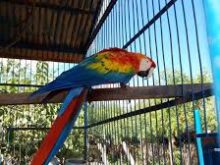 Descubra a Magia da Observação de Pássaros no Jardim Botânico do Recife