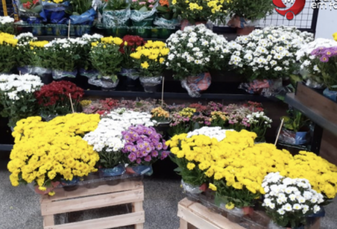 Flores, Estrelas e Histórias: O Dia de Finados com Sabor de São Carlos!