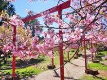Parque da Cerejeira: Um Pedacinho do Japão em Campos do Jordão