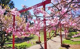 Parque da Cerejeira: Um Pedacinho do Japão em Campos do Jordão