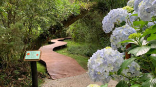 Trilha do Bosque do Silêncio: Um Refúgio Natural em Campos do Jordão