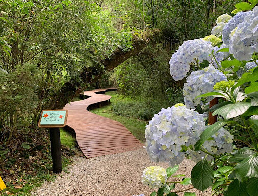 Trilha do Bosque do Silêncio: Um Refúgio Natural em Campos do Jordão
