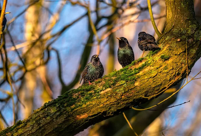 Descubra a Beleza e a Tranquilidade da Observação de Aves no Bosque de Pau-Brasil, em Jaboatão dos Guararapes