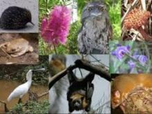 Descobrindo a flora medicinal da Serra da Mantiqueira em Campos do Jordão