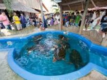 Os Melhores Passeios para Famílias em Ubatuba