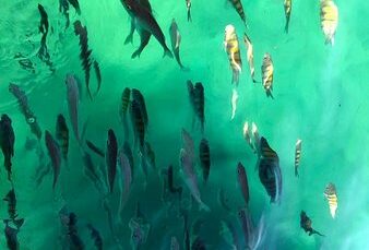 Descubra o Mundo Debaixo D’Água: Mergulho em Ubatuba