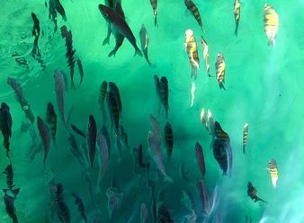 Descubra o Mundo Debaixo D’Água: Mergulho em Ubatuba