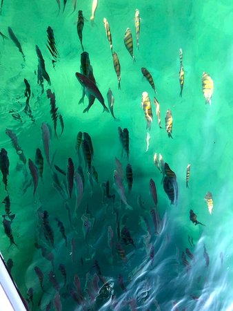 Descubra o Mundo Debaixo D’Água: Mergulho em Ubatuba