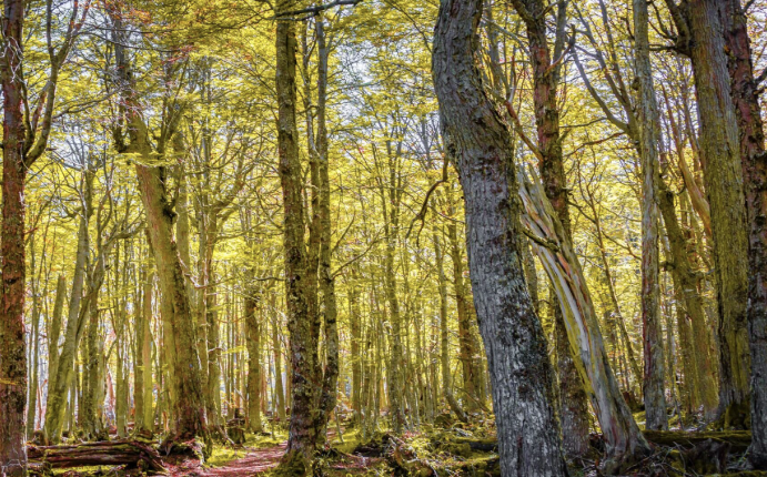 Pai, herói e turista em Araxá: um Dia dos Pais com história e natureza!