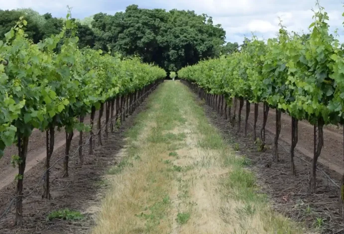 Rota da Uva: o bate-volta com aroma de tradição nas redondezas de Piracicaba
