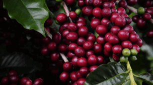 Aroma no ar e festa na praça Poços de Caldas convida para a Festa do Café 2025