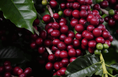 Aroma no ar e festa na praça: Poços de Caldas convida para a Festa do Café 2025