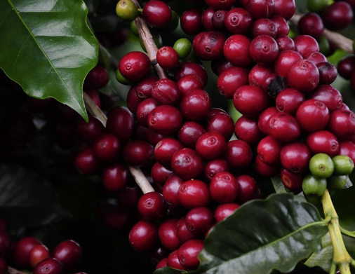 Aroma no ar e festa na praça Poços de Caldas convida para a Festa do Café 2025