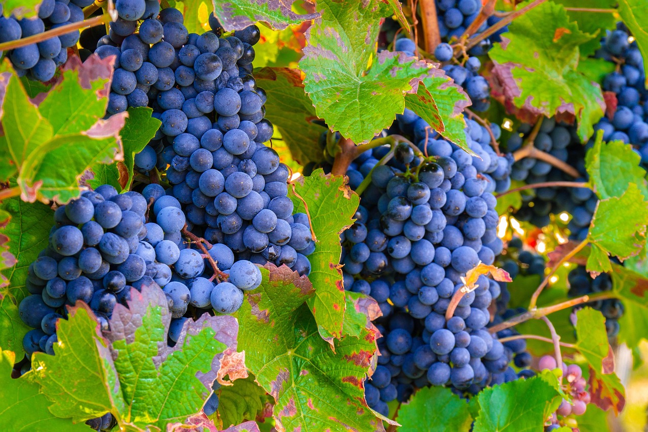 Encontro de Vinhos Campinas: sabores especiais e hospedagem perfeita no Euro Suite Campinas