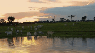 Proclamação da República em Franca: Feriado com Sotaque Caipira, História e Muito Descanso Merecido