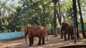 Bosque e Zoológico Fábio Barreto: Refúgio Natural e Conservação Ambiental em Ribeirão Preto