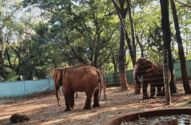 Bosque e Zoológico Fábio Barreto: Refúgio Natural e Conservação Ambiental em Ribeirão Preto