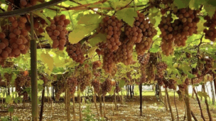 Rancho das Videiras: Experiência Única de Turismo Rural em Araçatuba