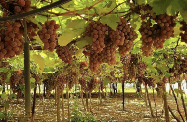 Rancho das Videiras: Experiência Única de Turismo Rural em Araçatuba