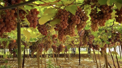 Rancho das Videiras: Experiência Única de Turismo Rural em Araçatuba