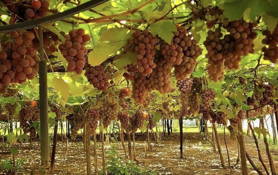 Rancho das Videiras: Experiência Única de Turismo Rural em Araçatuba