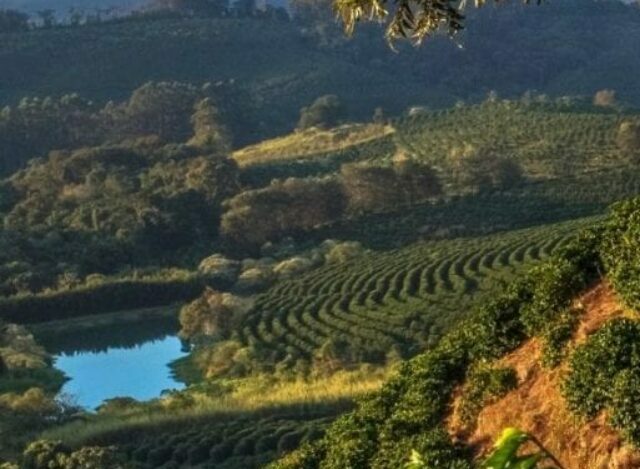 Rota dos Cafés Especiais do Sul de Minas: guia completo para viver o sabor da Mantiqueira