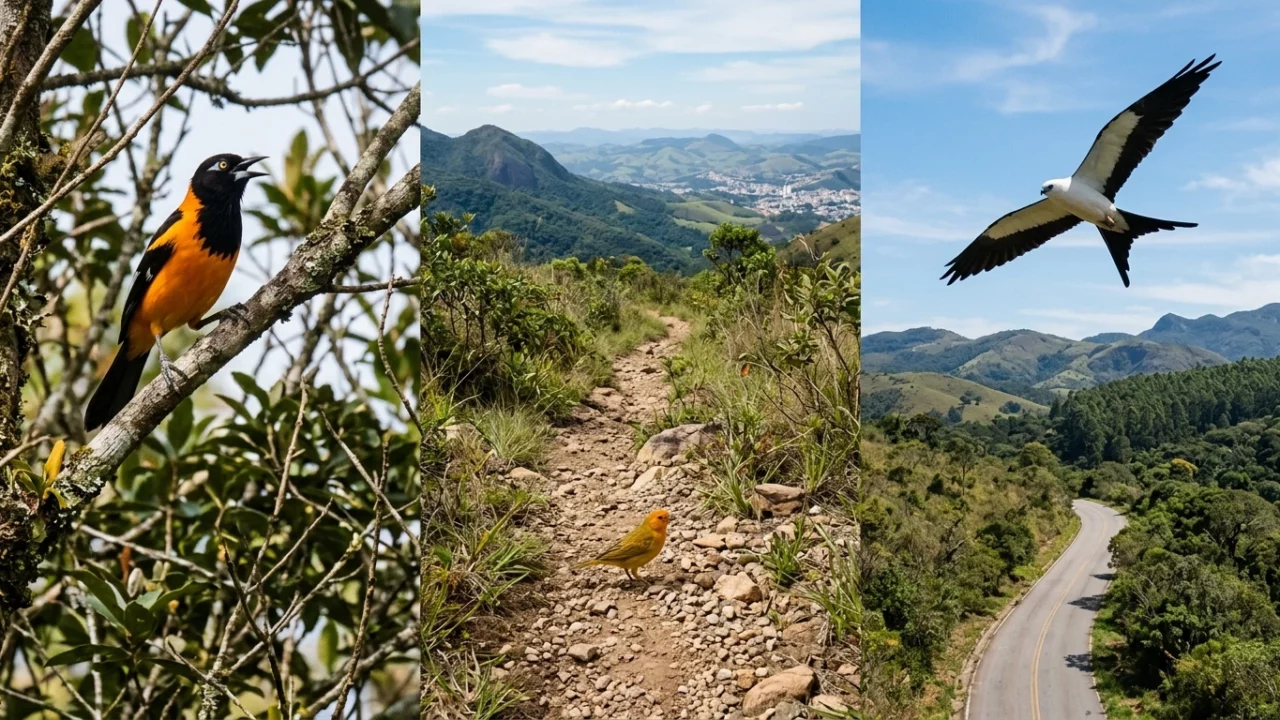 Três aves registradas em Poços, três pistas diferentes